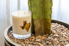 Clark-JuneTexas-Cactus-Wide