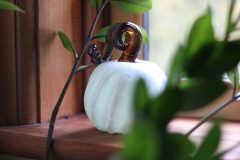 Kitras-Pumpkin-white